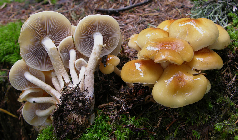 Hypholoma capnoides.